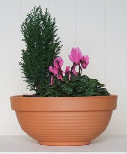 Terracotta Dell Bowl